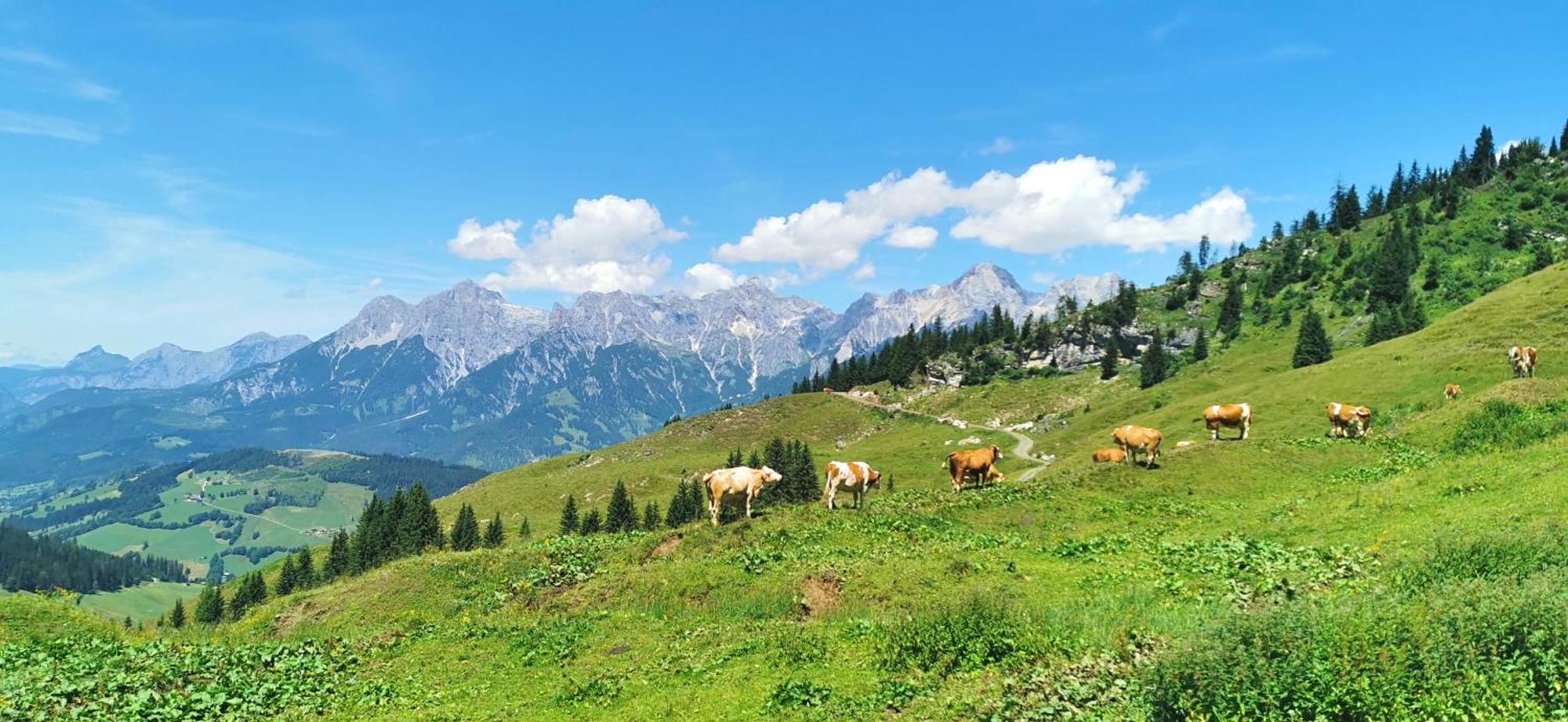 Maria Alm - Cozy & Modern Apartment Mountain View Saalfelden Eksteriør bilde